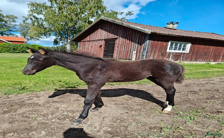  hästar i Klockrike - Annons 5