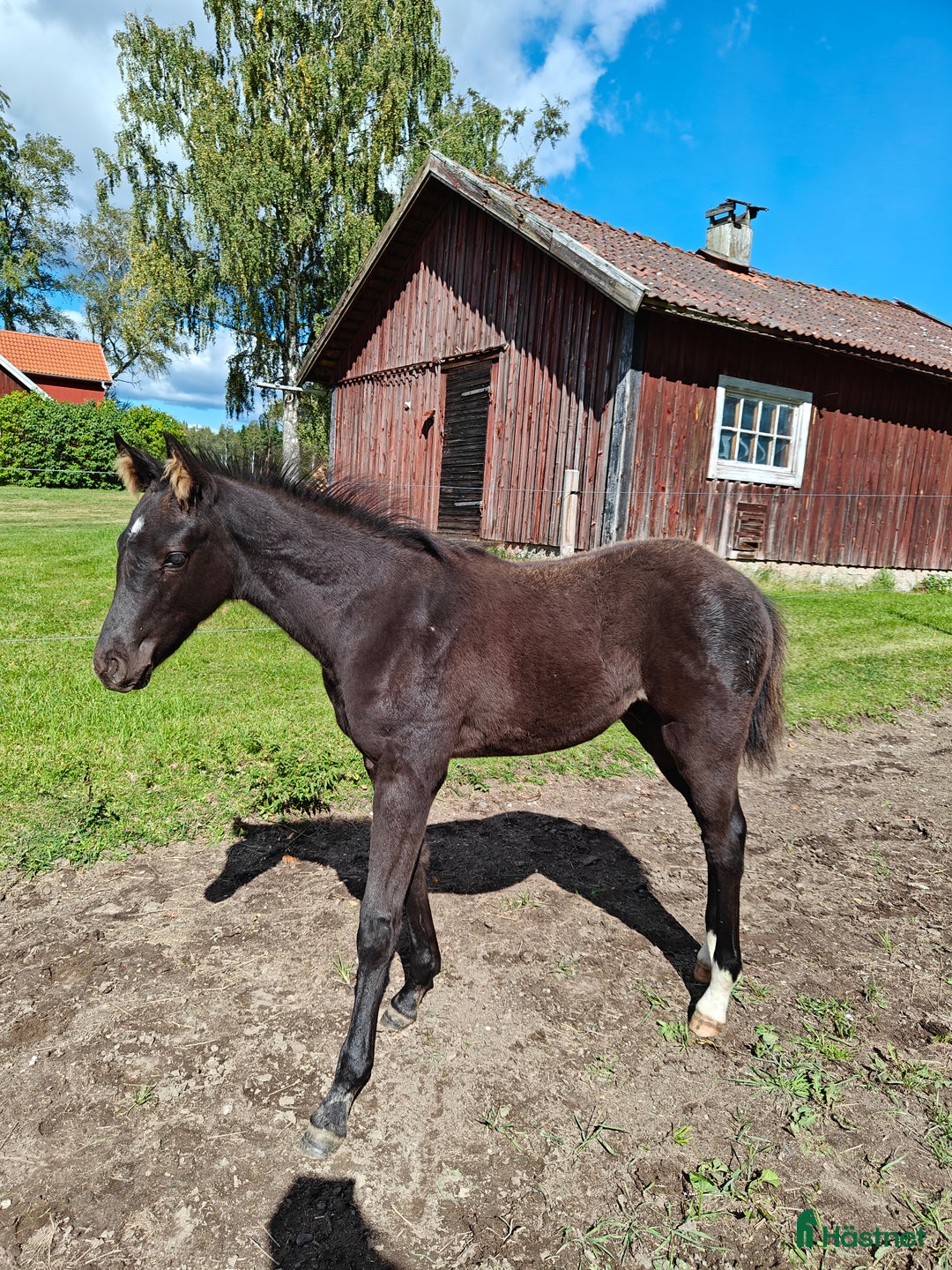 Allround hästar till salu: Socialt hingstföl med dressyr- och hoppstam i Klockrike - Annons 1
