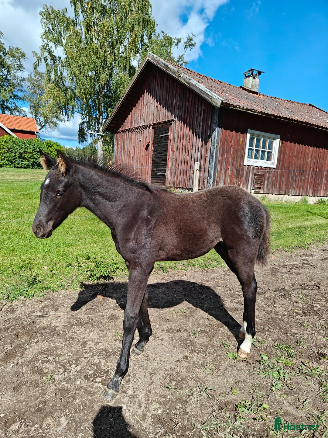 Allround hästar till salu: Socialt hingstföl med dressyr- och hoppstam - Annons 2