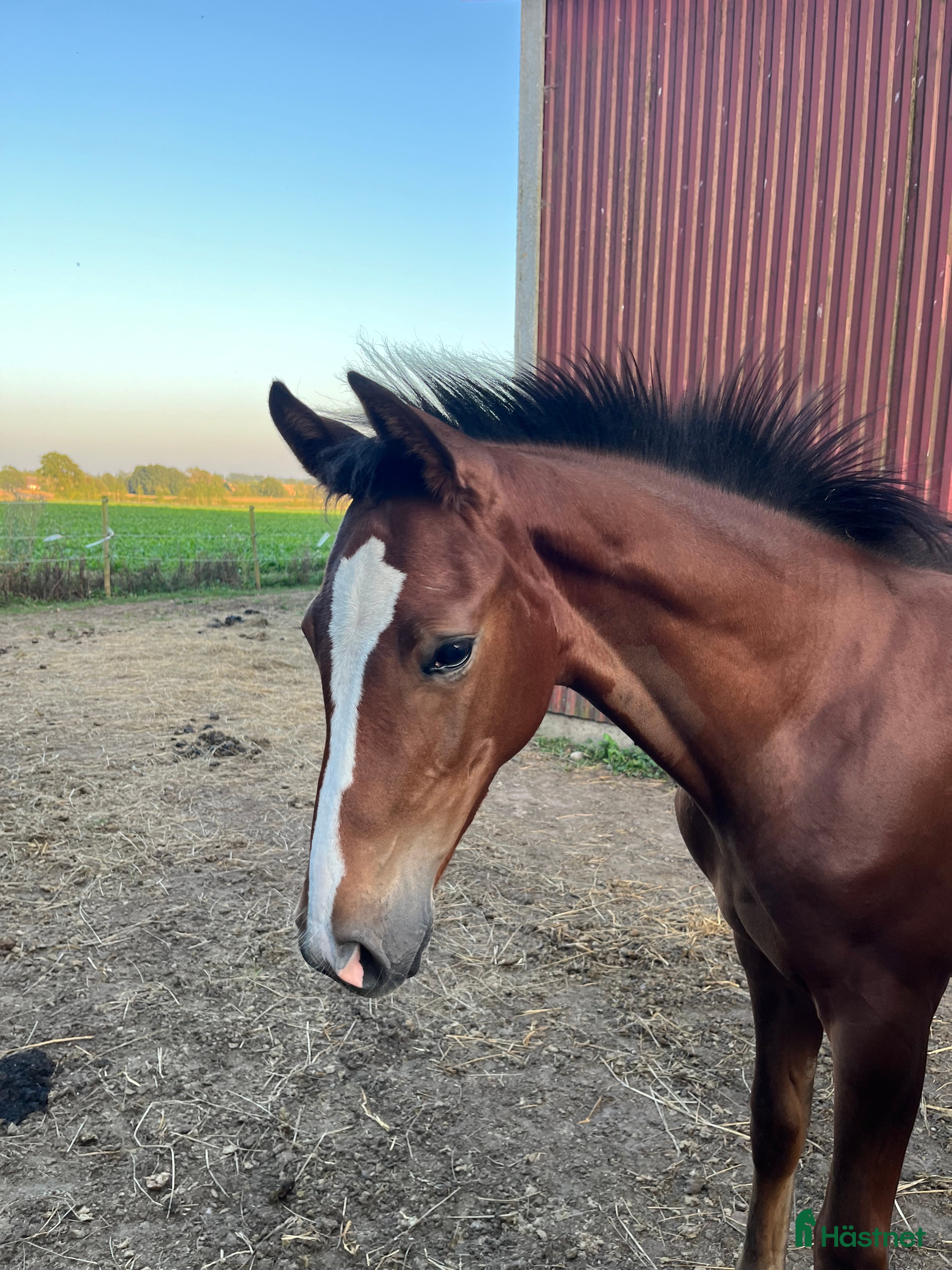  hästar Vackert sto i Löberöd - Annons 4