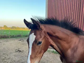 hästar Vackert sto i Löberöd - Annons 4