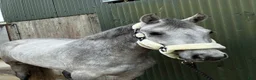 Allround hästar till salu: Selection of Connemara ponies  - Annons 11