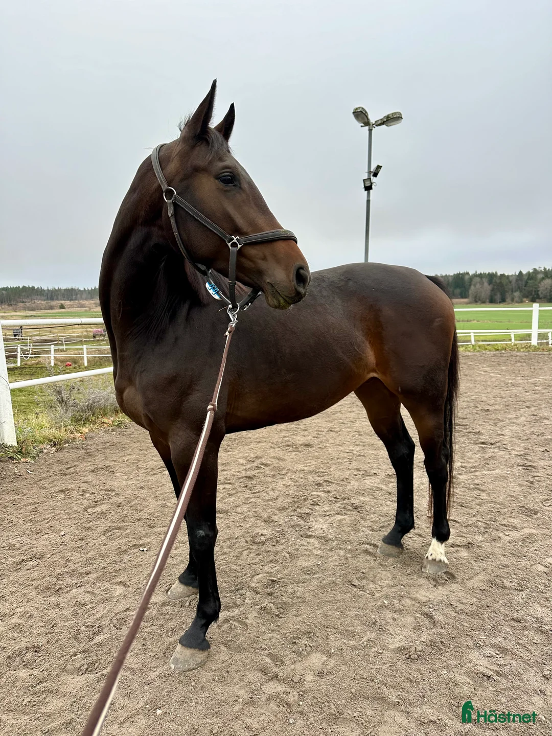 Hoppning hästar till salu: Elithäst  - Annons 2