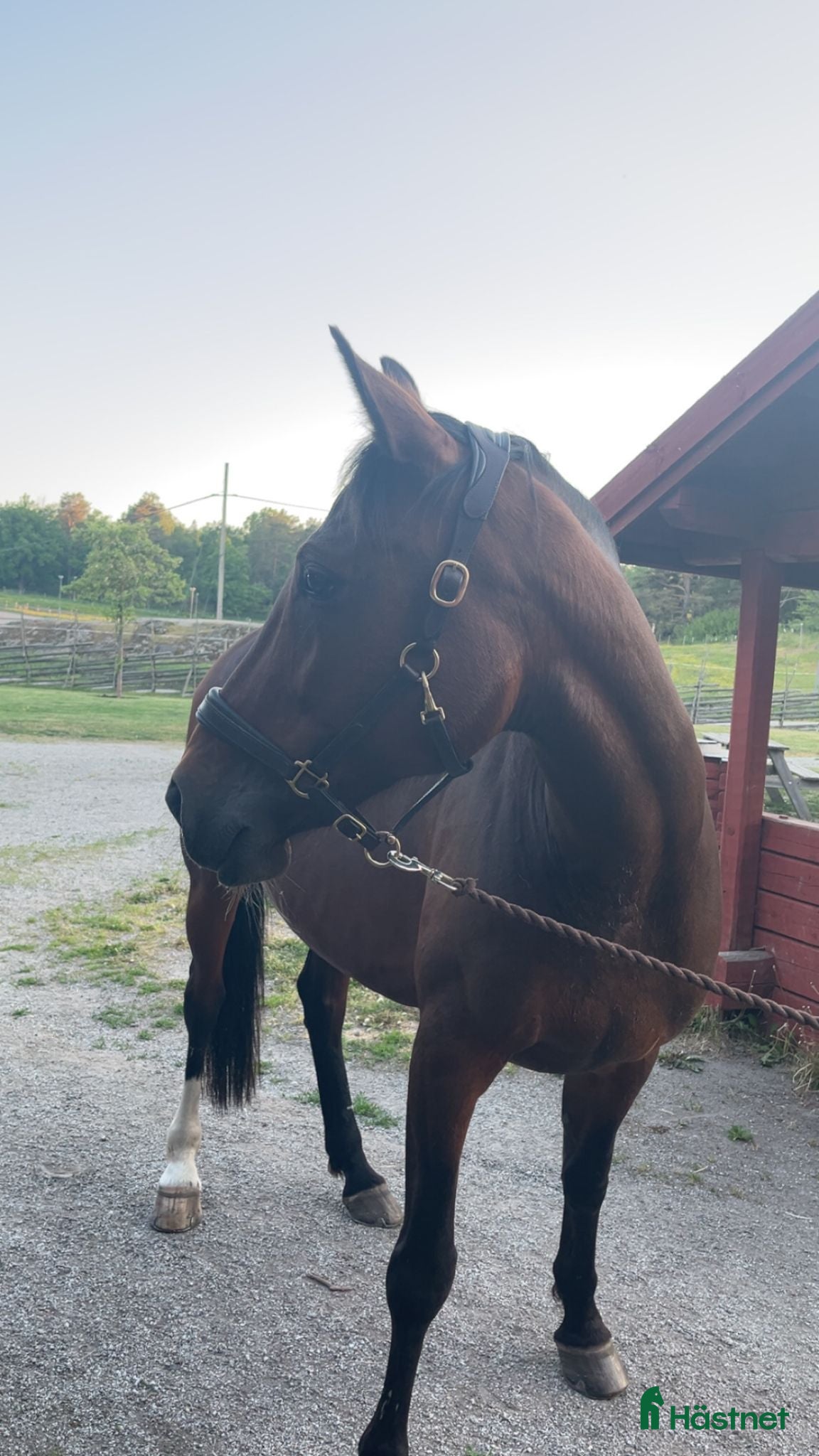  hästar Världens mysigaste Cassie! - Annons 2