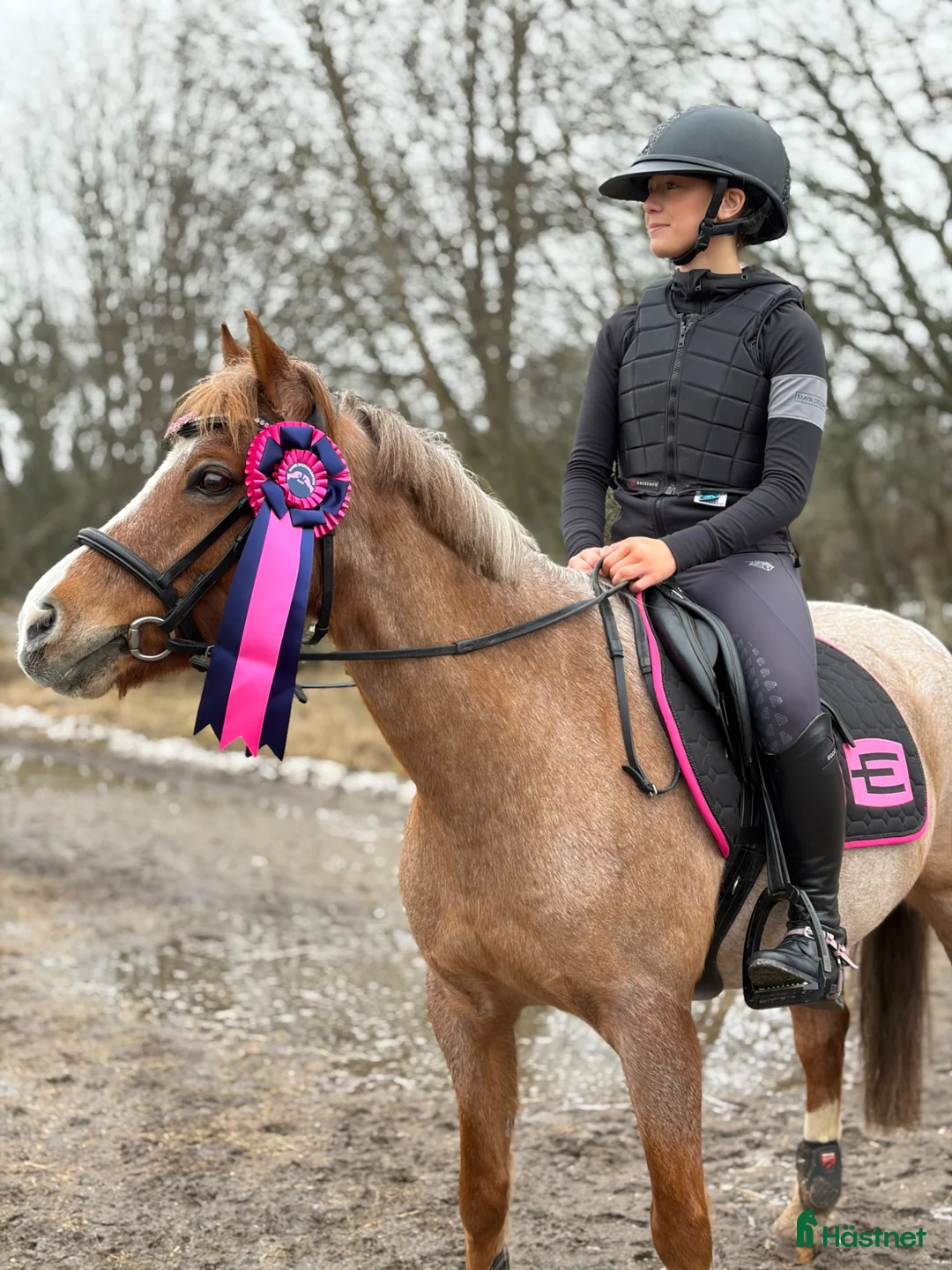 Hoppning hästar till salu: En bästa vän - svenskfödd Welsh ponny  - Annons 1