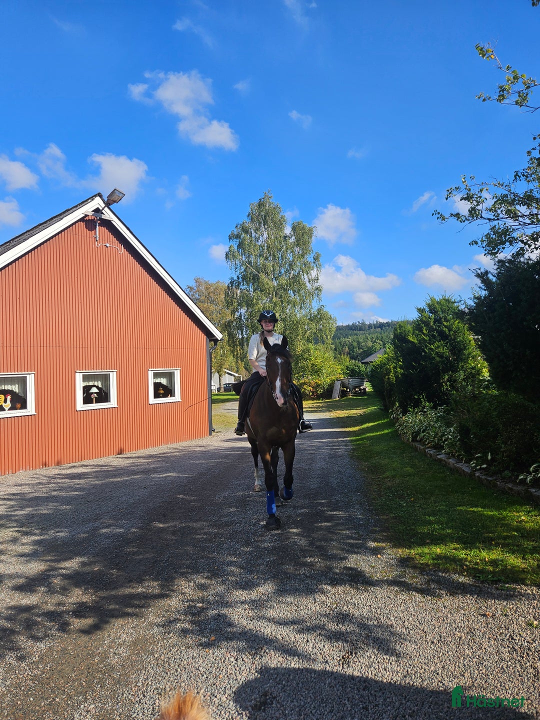 Allround hästar till salu: Zalazar – vackert fullblod med stor potential i Veddige - Annons 8