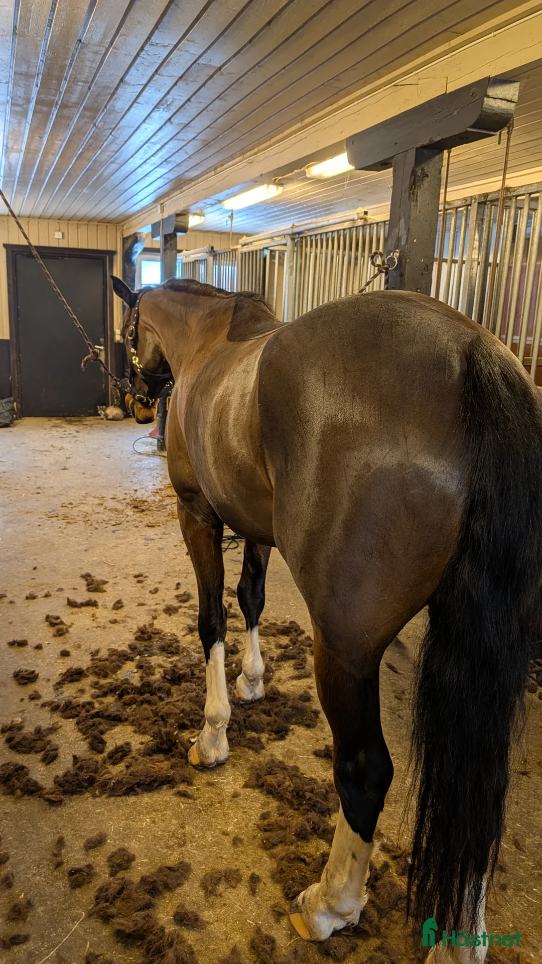 Hoppning hästar till salu: Välriden 5-åring för större klasser - Annons 4