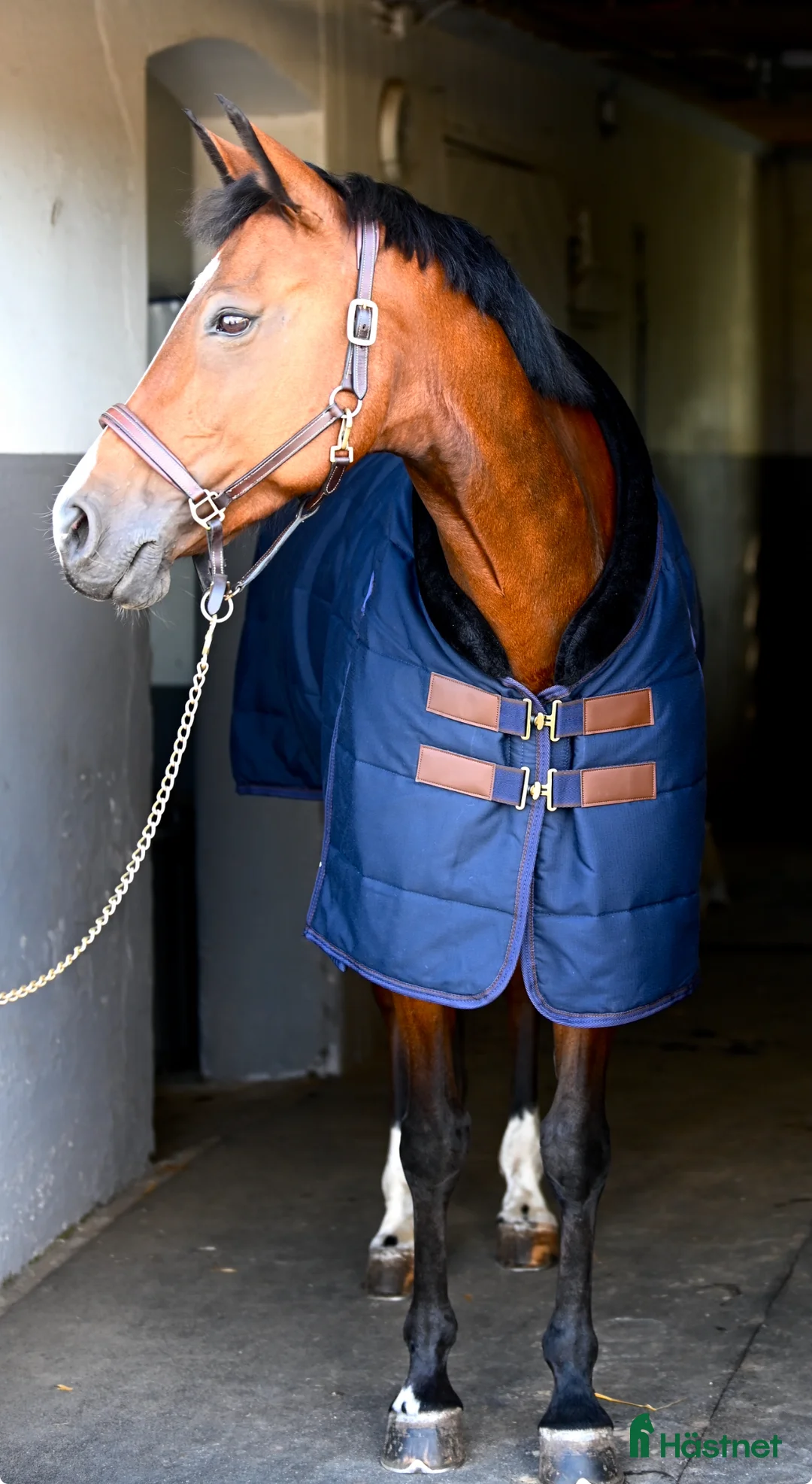 Sällskap hästar till salu: Pigg och gosig sällskapshäst  i Malmö - Annons 2