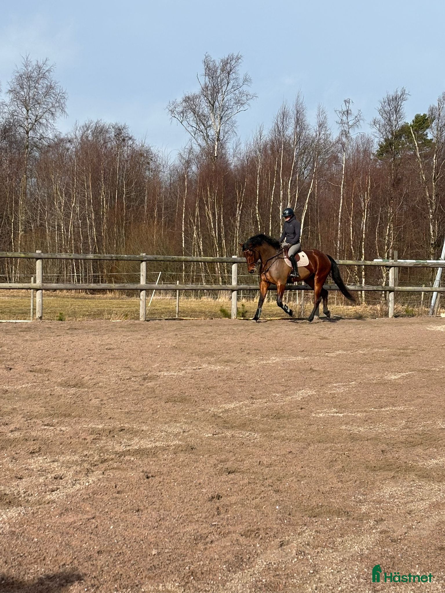  hästar 5 årigt hoppsto  - Annons 2