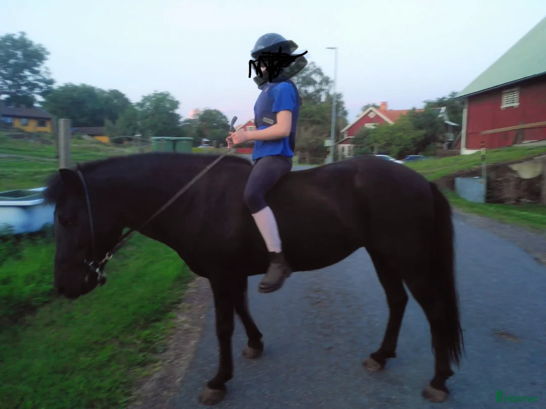 Island hästar till salu: Trevligt sto i Gränna - Annons 4