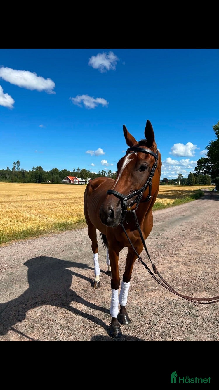  hästar För dig med tid och tålamod  - Annons 2