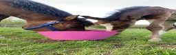 Avelshästar hästar sökes: Avelssto sökes  i Hålanda - Annons 1