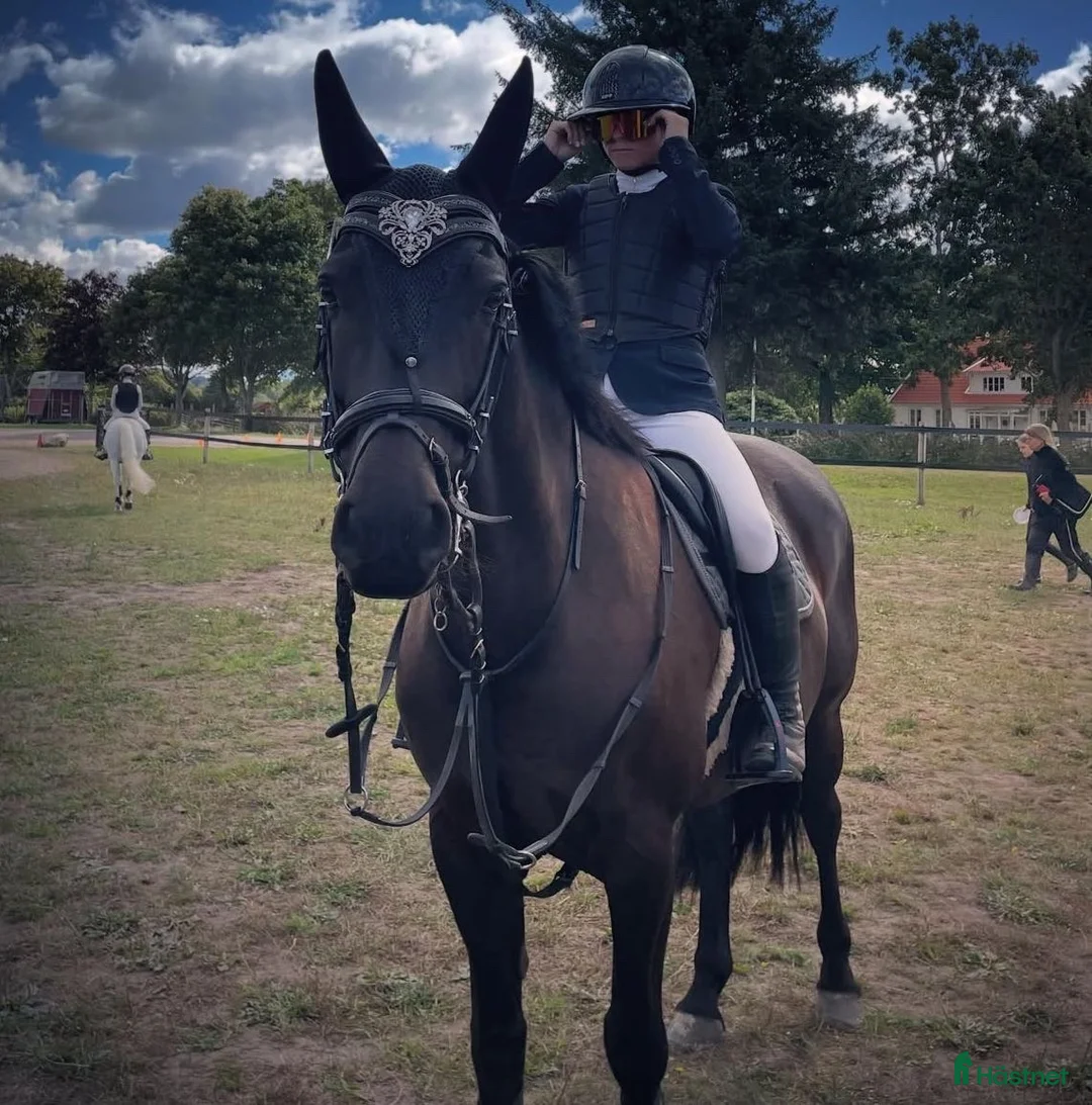 Övrig Hästutrustning hästutrustning till salu: Divoyh pannband  - Annons 4