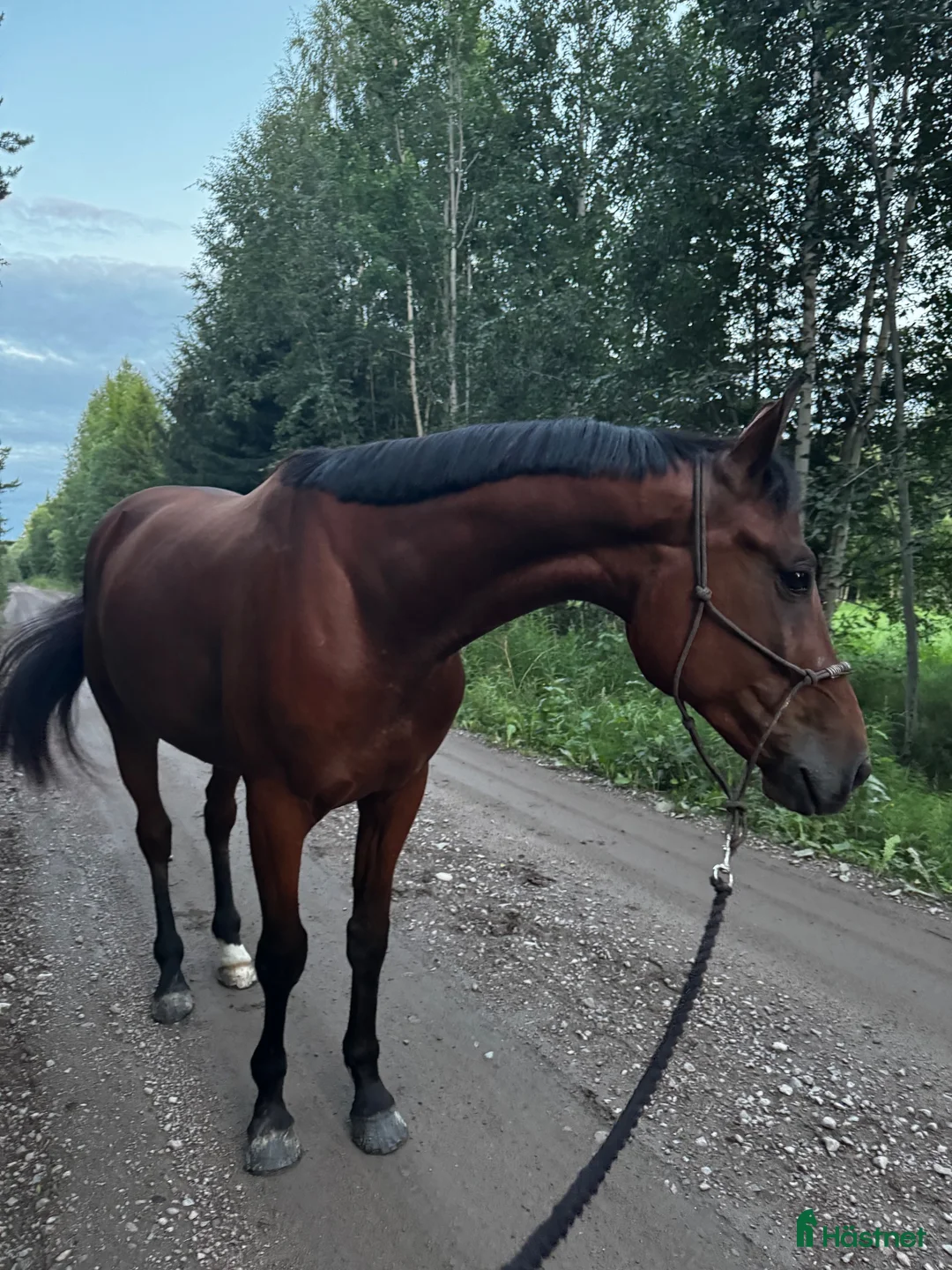 Allround hästar till salu: Fin Valack söker sin bästavän - Annons 1
