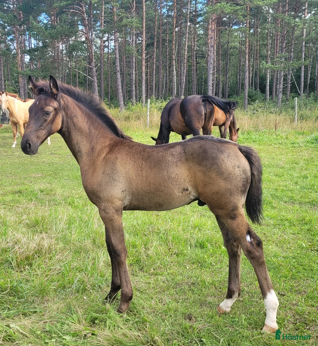 Allround hästar till salu: Högrest ettåring - Annons 2