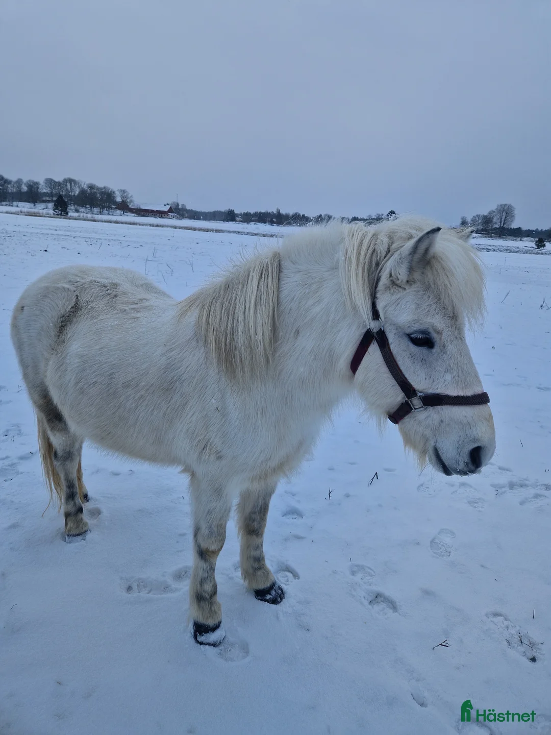 Island hästar till salu: Islandssto i Uppsala - Annons 2