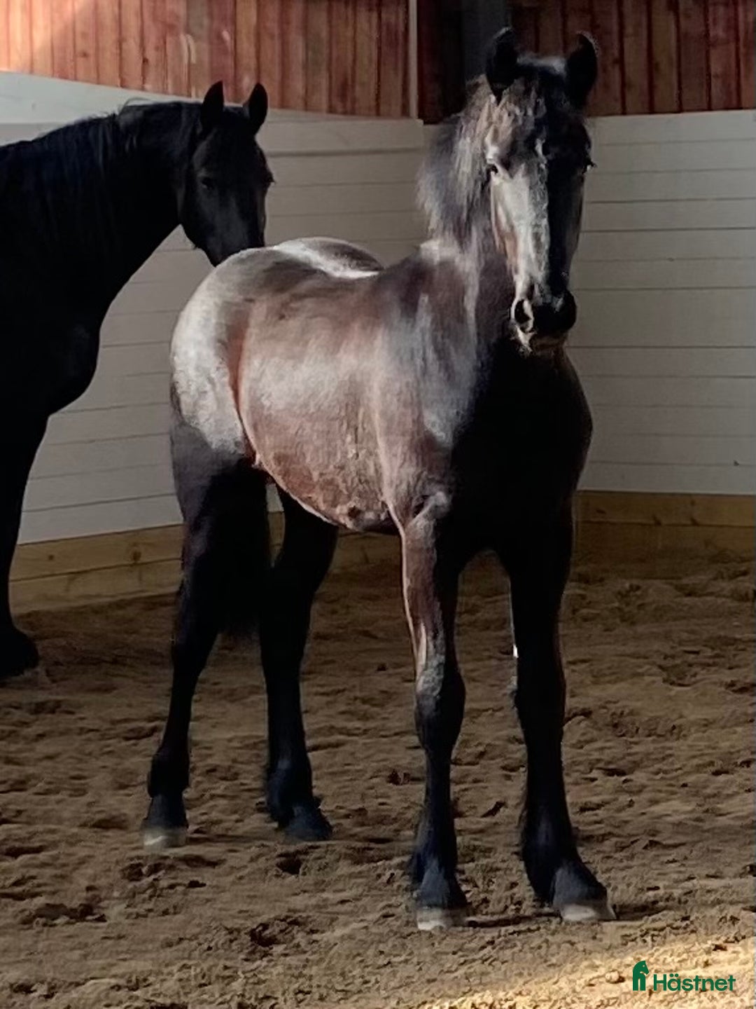 Dressyr hästar till salu: Frieser hingst KFPS i Löberöd - Bild 6