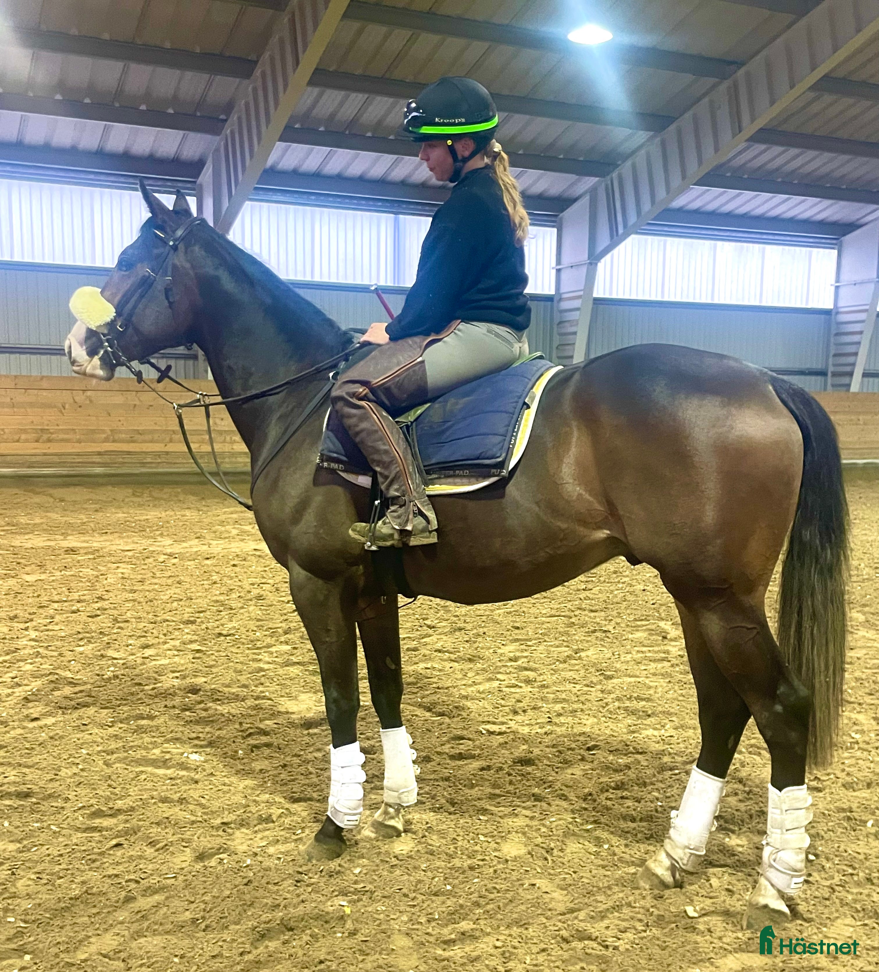  hästar Ungt fullblod av halvblodsmodell!  i Bälinge - Annons 7