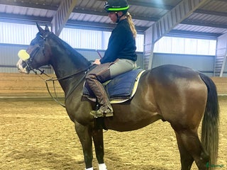 hästar Ungt fullblod av halvblodsmodell! i Bälinge - Annons 7