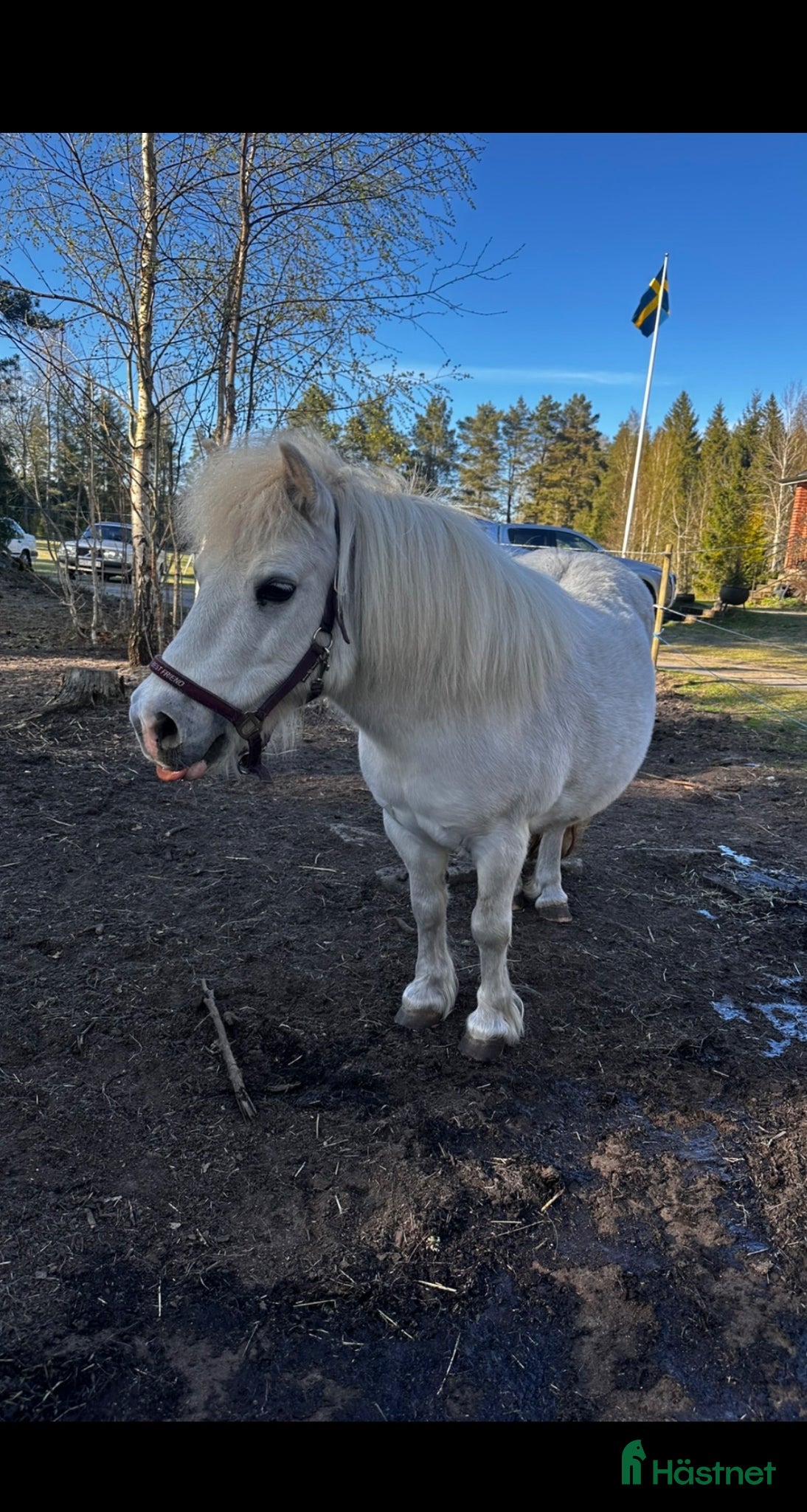  hästar Finaste Tindra söker nytt hem  - Annons 1