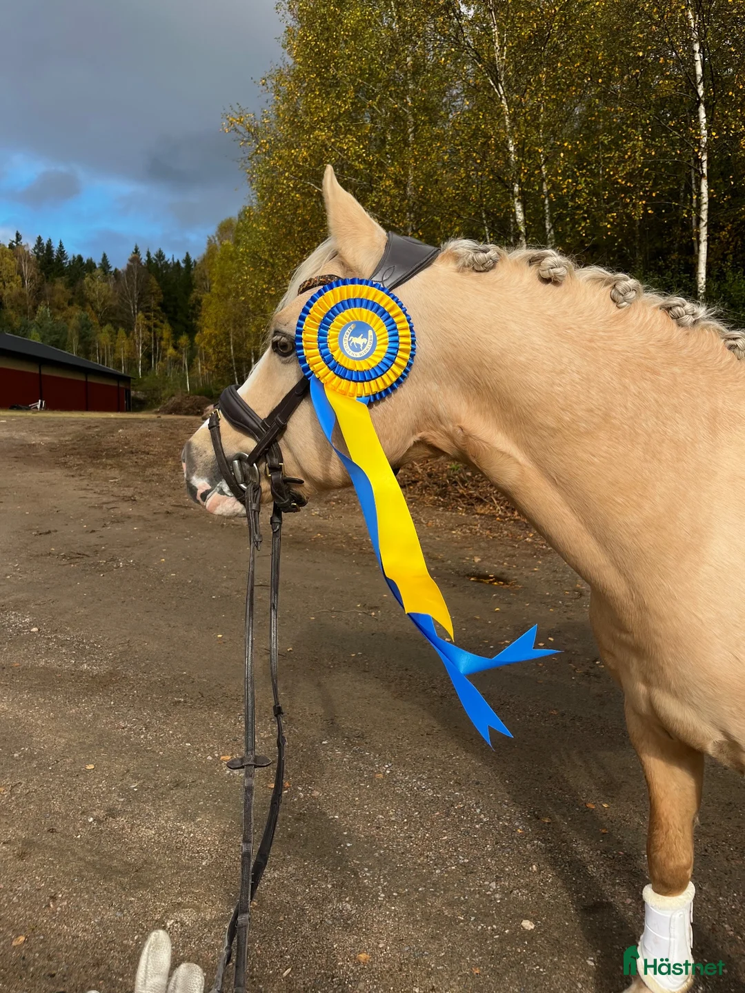 Dressyr hästar till salu: Rosettplockare med hjärta av guld!💛  - Annons 2