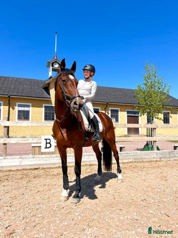 medryttarhäst finnes i Stockholm - Annons 14