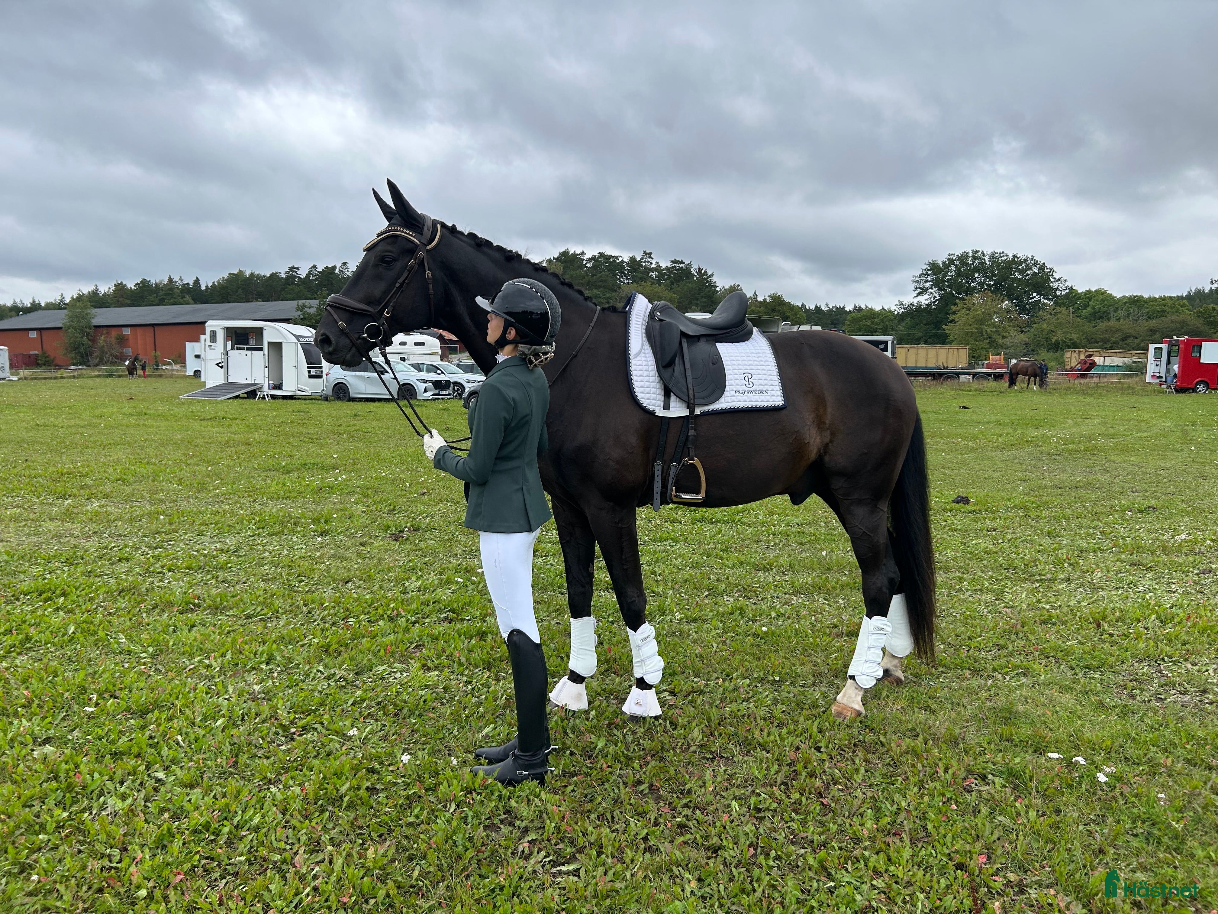  hästar Flott dressyrvalack, läromästare i Uppsala - Annons 10