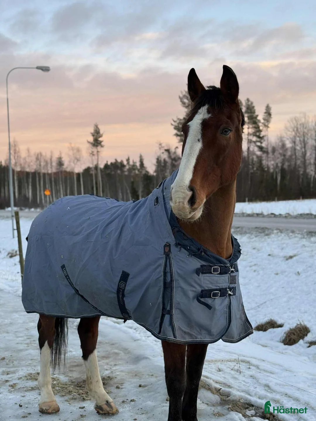 Allround hästar till salu: En bästa vän - Annons 2