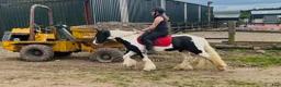 Allround hästar till salu: “Bombproof” 138cm mare - Annons 13