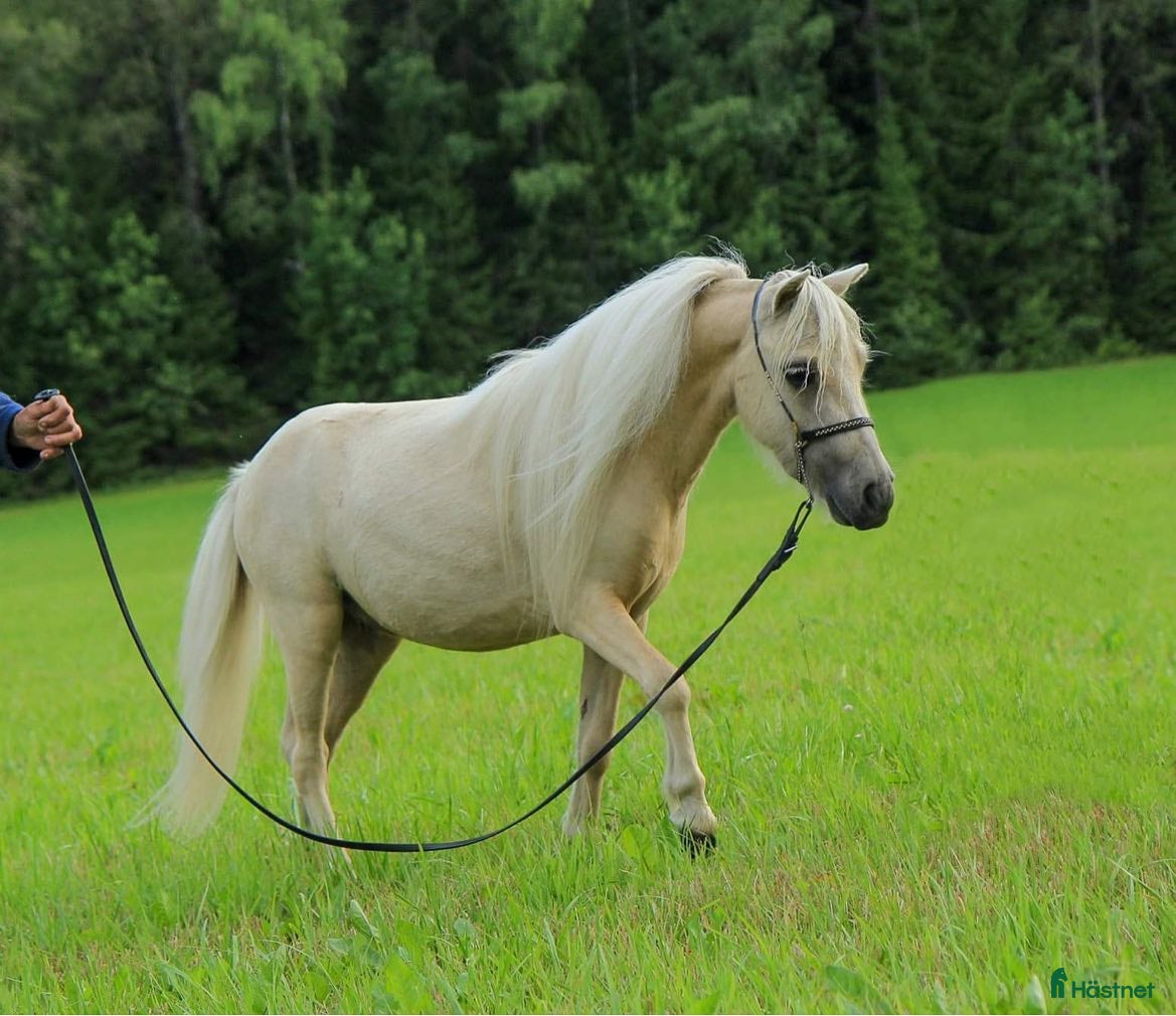  hästar AMHA valack i Knivsta - Annons 2