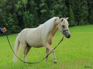 hästar AMHA valack i Knivsta - Annons 1