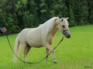 Allround hästar till salu: AMHA valack i Knivsta - Annons 2