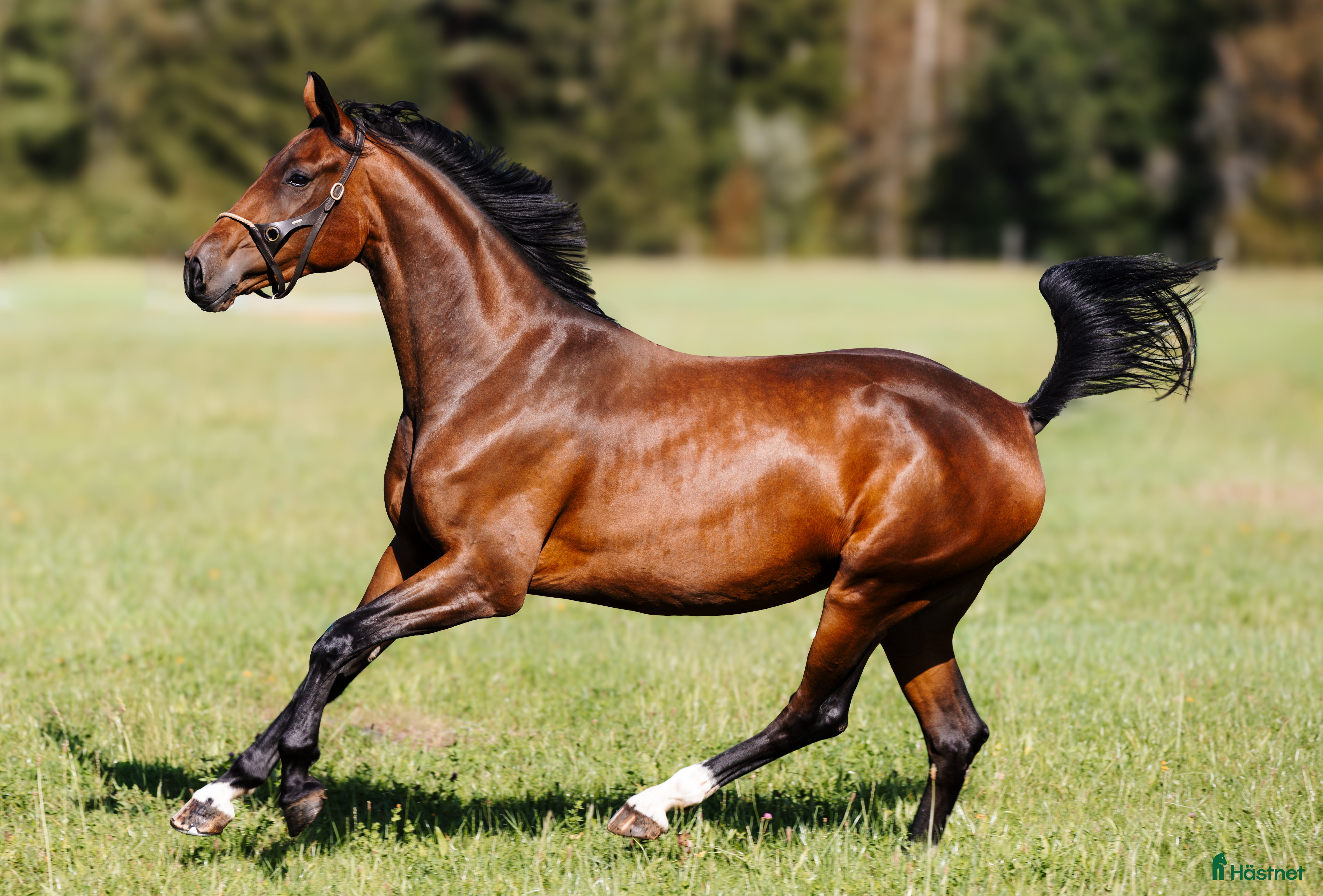  hästar Dressyr ämne för framtiden i Urshult - Annons 18