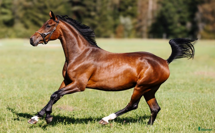  hästar i Urshult - Annons 16