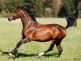 hästar i Urshult - Annons 36