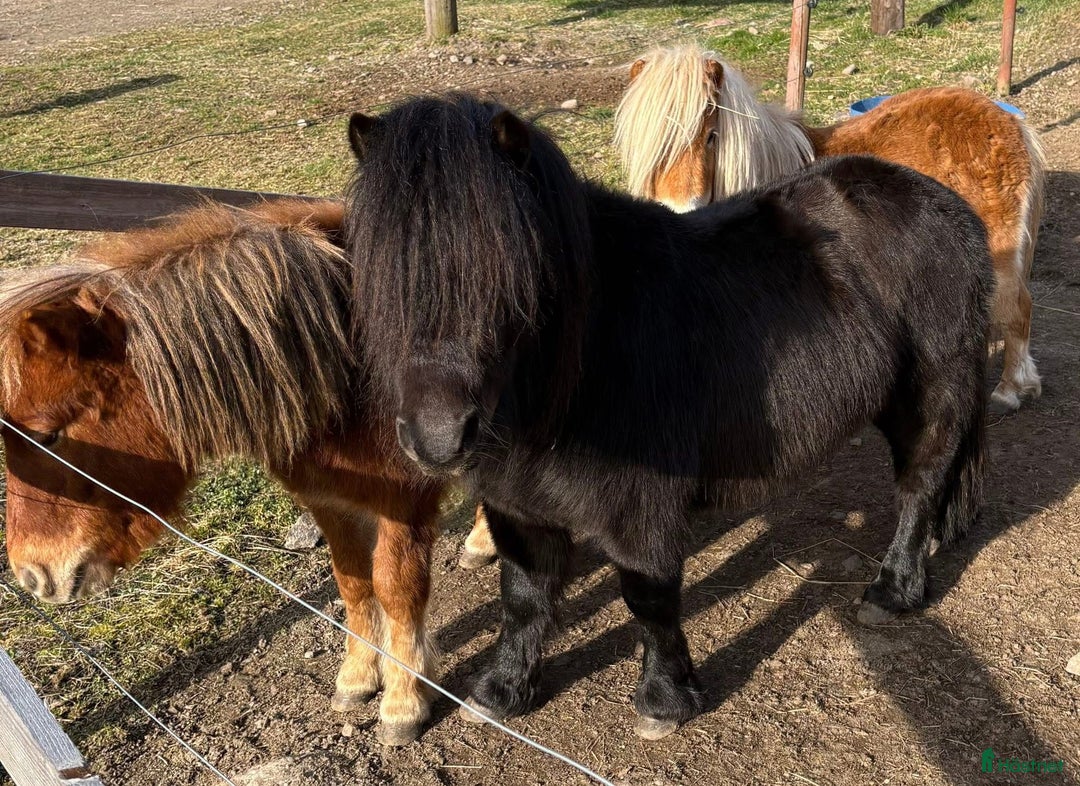 Allround hästar till salu: Shetland Russ Fjord  i Ulrika - Bild 34