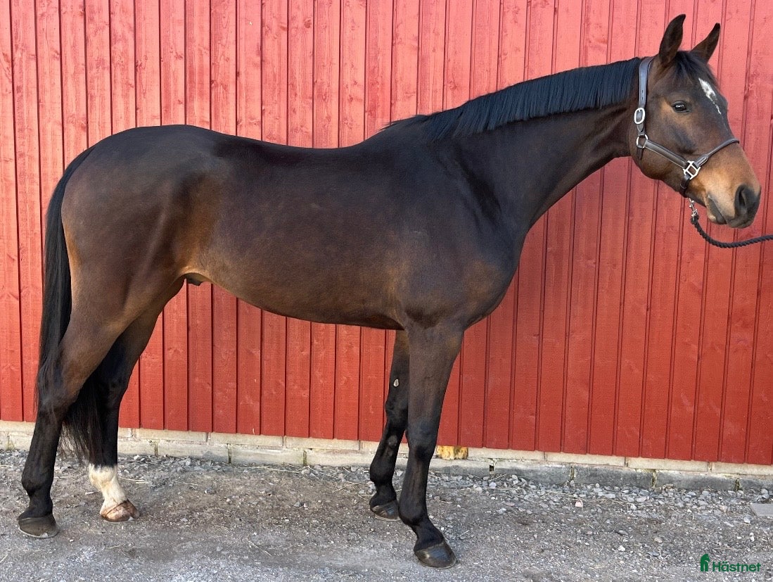  hästar Lättriden 5 åring med kvalitet ⭐️ - Annons 1