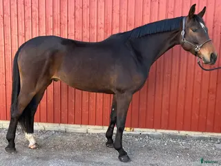 hästar Lättriden 5 åring med kvalitet ⭐️ - Annons 2