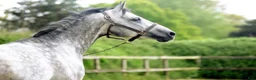 Allround hästar till salu: Härlig arab/lipizzaner-korsning i Varekil - Annons 18