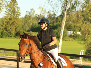 hästar Super snäll varmblodsvalack i Kovland - Annons 17