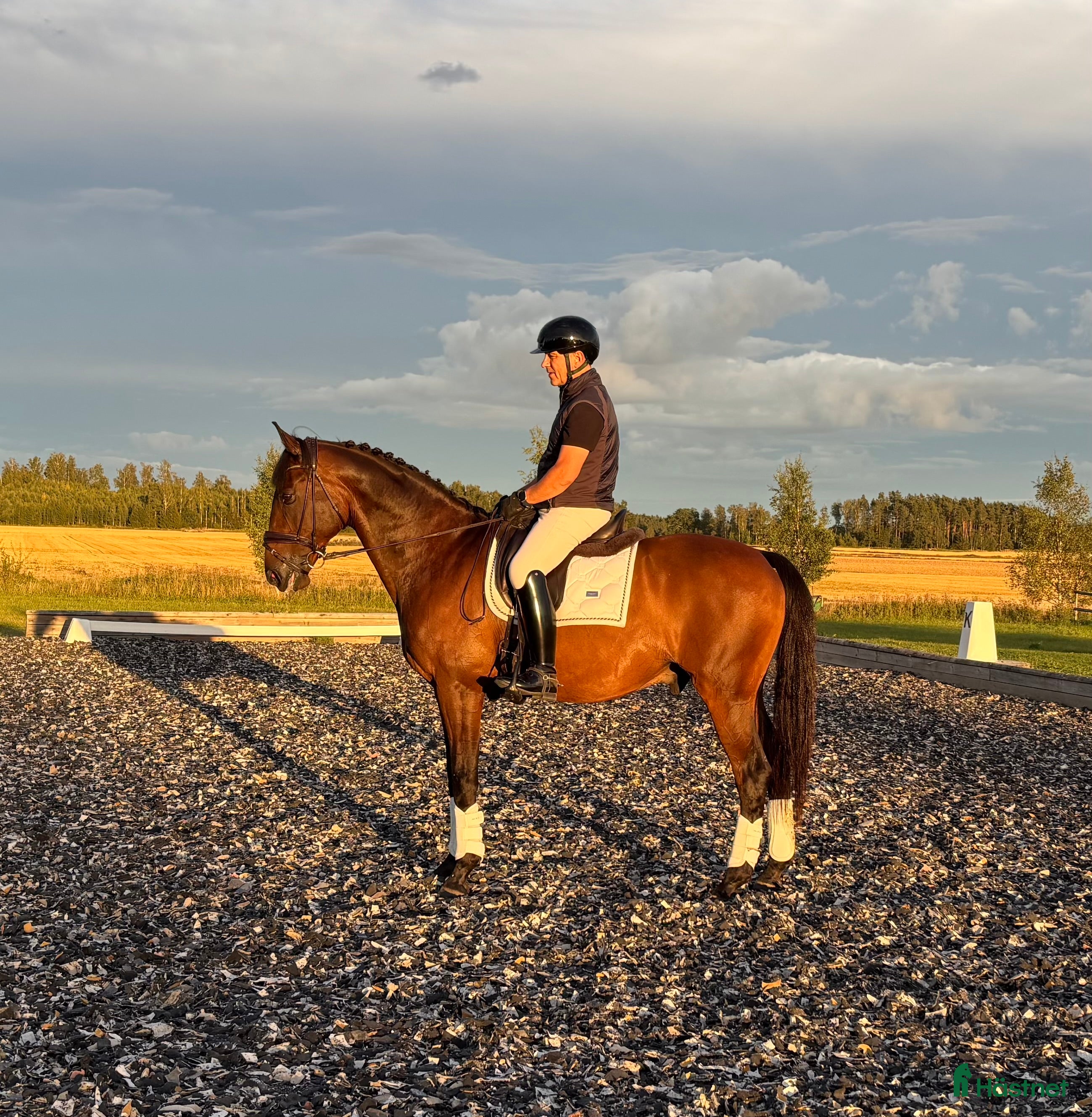  hästar EB - Sighsten en rutinerad tävlingshäst - Annons 3