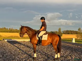 hästar EB - Sighsten en rutinerad tävlingshäst - Annons 3