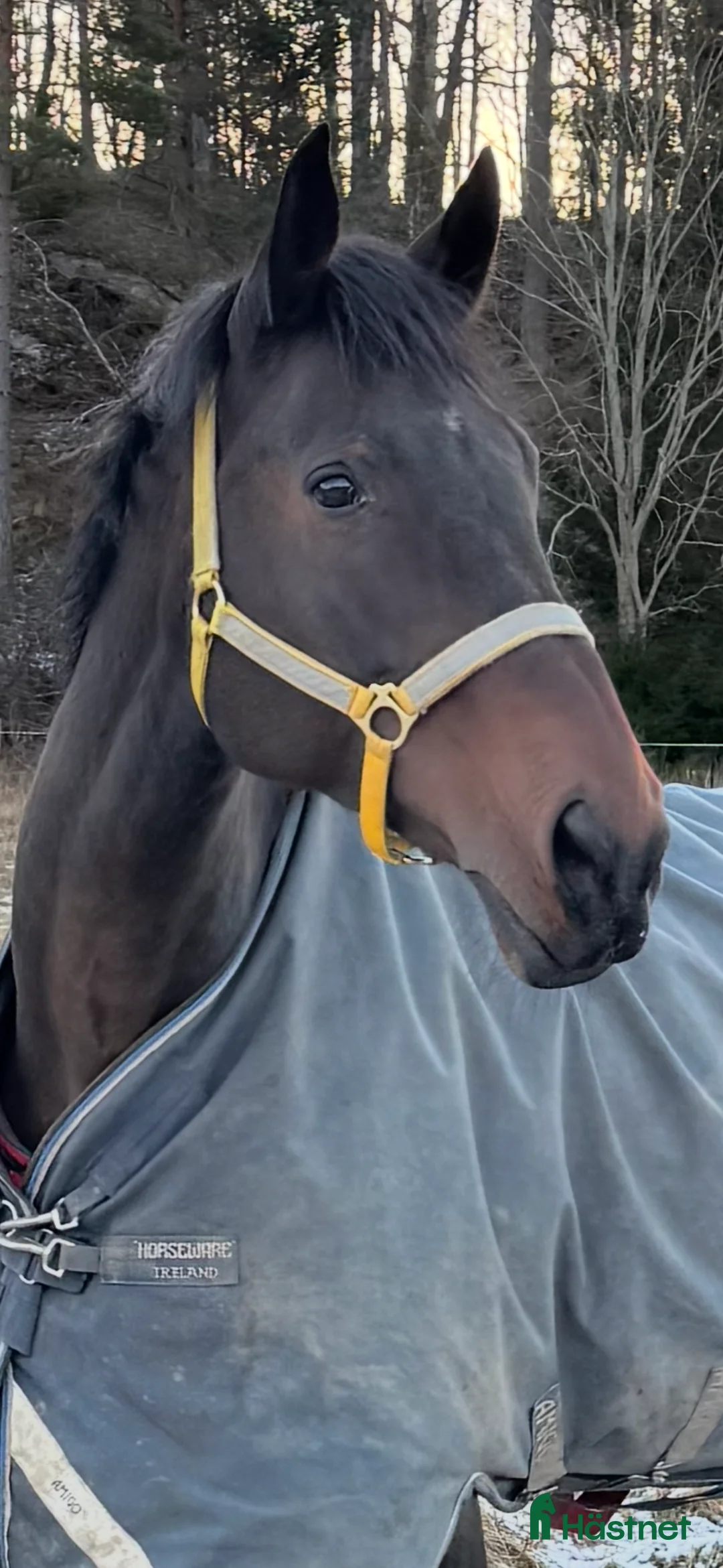 Allround hästar till salu: Avel/ hobbyridning  - Annons 1