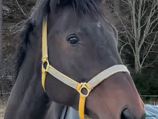 hästar Avel/ hobbyridning - Annons 7