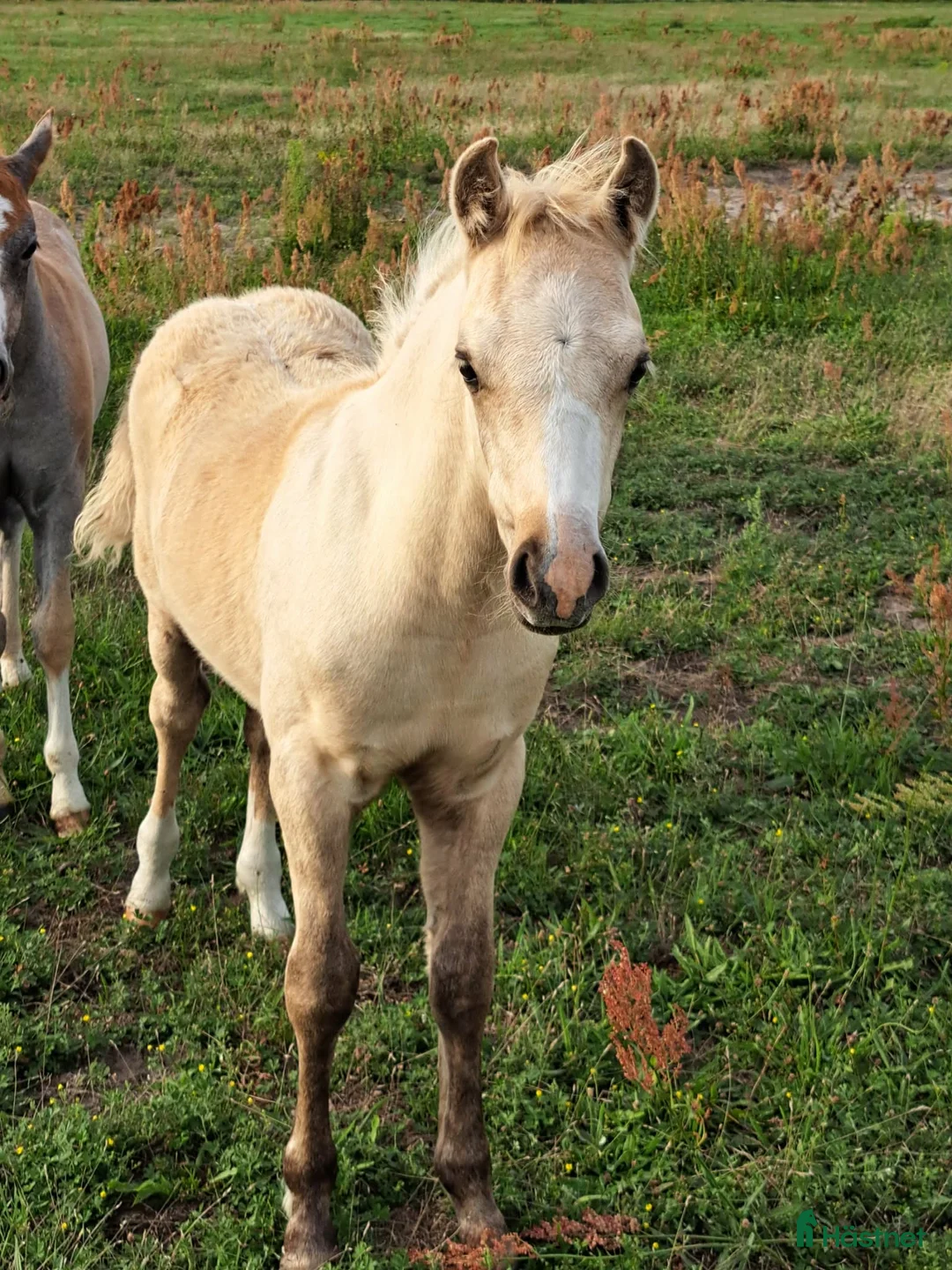 Allround hästar till salu: Vacker Welsh - Annons 2