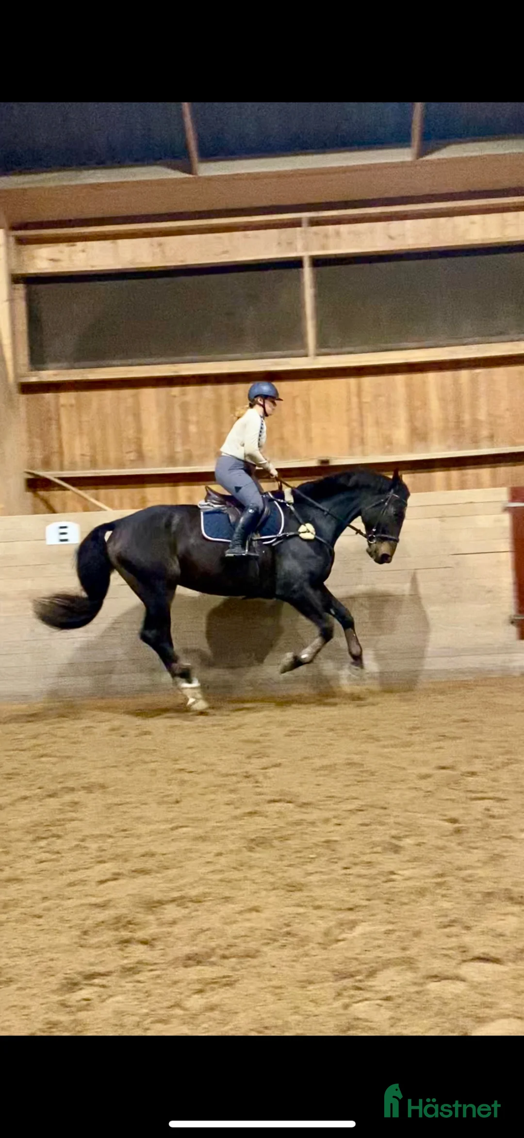 Allround hästar till salu: 💥KRUTPAKET TILL DEN SATSANDE💥 - Annons 4