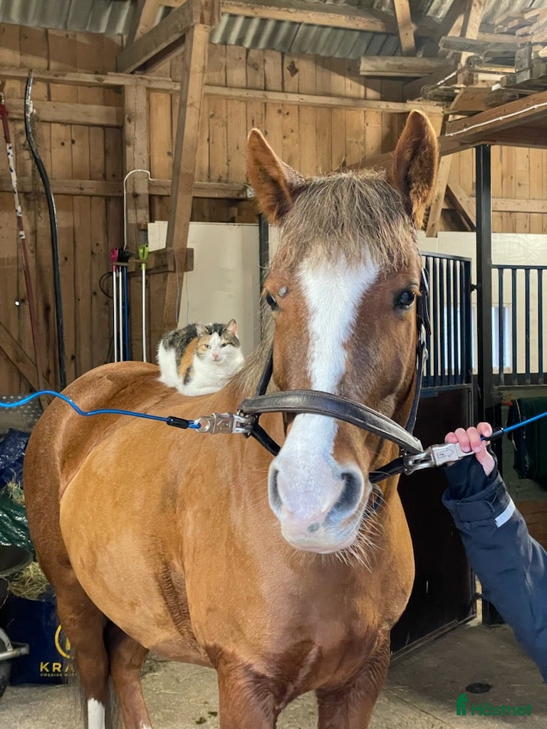  hästar Ponny med hopp-potential 🩷 i Skövde - Annons 13