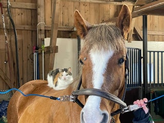 Allround hästar till salu: Ponny med hopp-potential 🩷 i Skövde - Annons 1