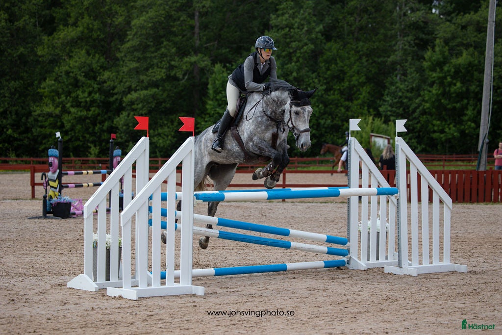  hästar Energiskt sto  - Annons 16