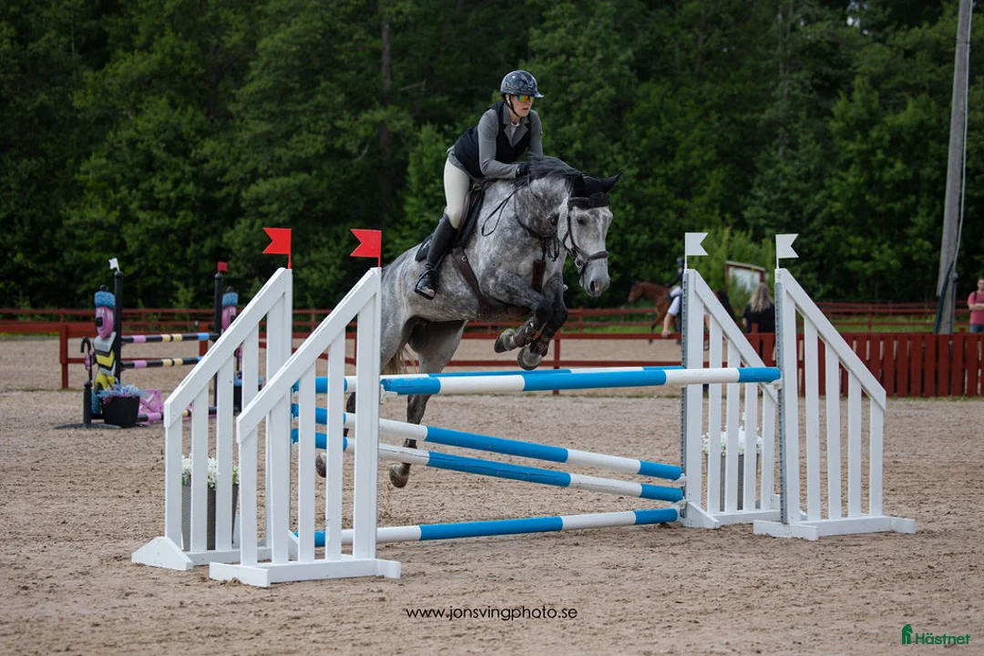 Hoppning hästar till salu: Energiskt sto  - Annons 1